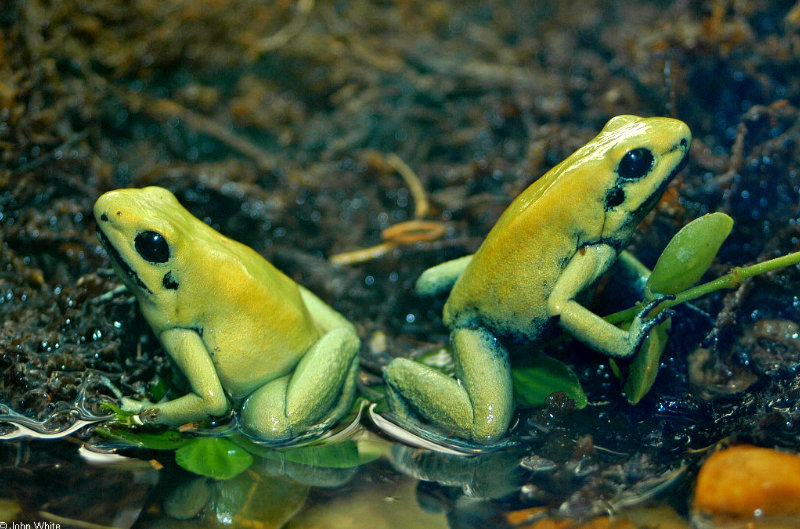 Golden Poison Frog  (Phyllobates terribilis) sm.jpg
