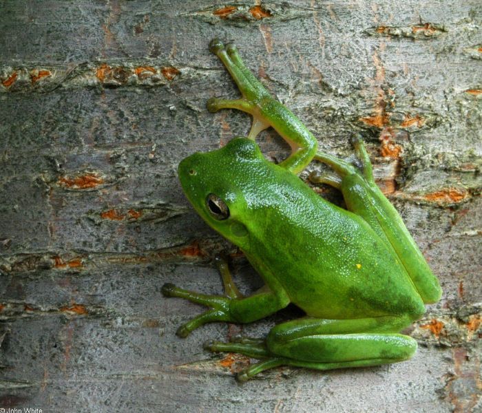 Green Treefrog (Hyla cinerea)001sm.jpg