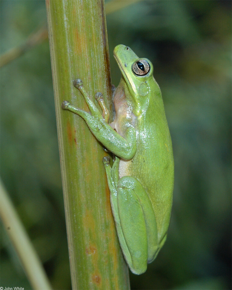 Green Treefrog (Hyla cinerea)007.jpg