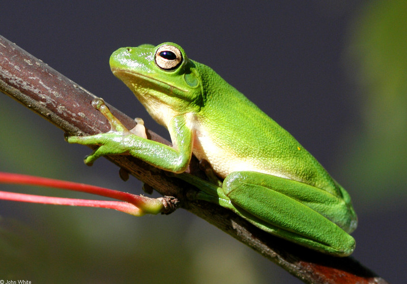 Green Treefrog (Hyla cinerea)044.jpg