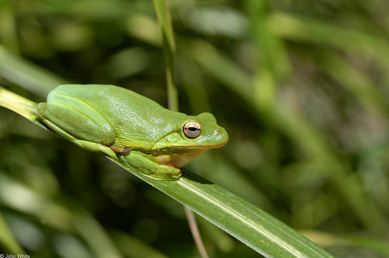 Green Treefrog (Hyla cinerea)600.jpg