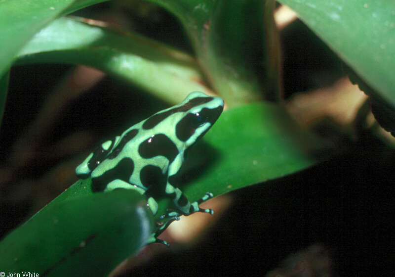 Green and Black Poison Arrow Frog (Dendrobates auratus)001.jpg