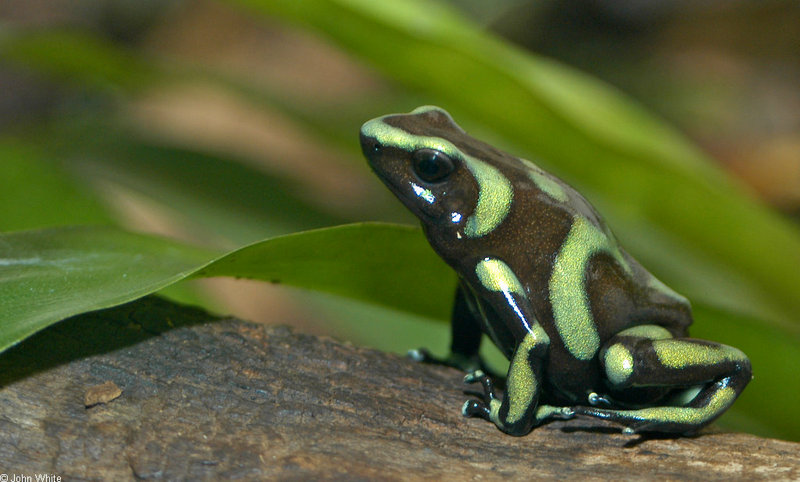 Green and Black Poison Dart Frog (Dendrobates auratus)002.jpg