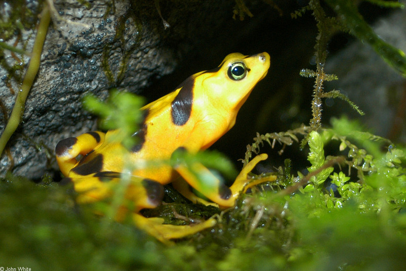 Panamanian Golden Frog (Atelopus zeteki)005.jpg