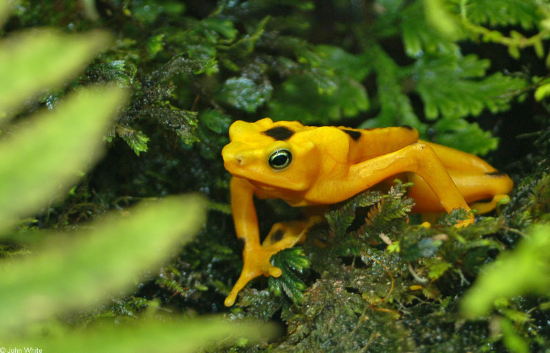 Panamanian Golden Frog (Atelopus zeteki)005503.jpg