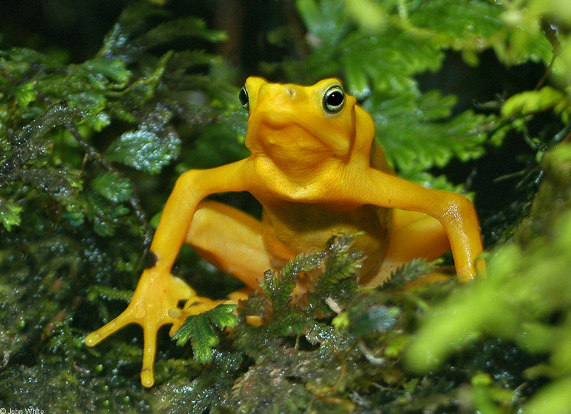 Panamanian Golden Frog (Atelopus zeteki)005505.jpg