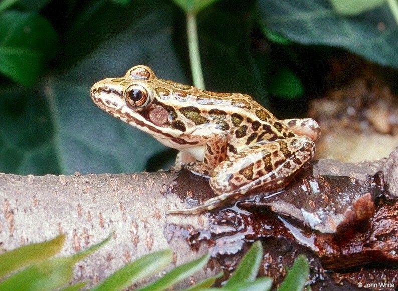 Pickerel Frog (Rana palustris)0001lr.jpg