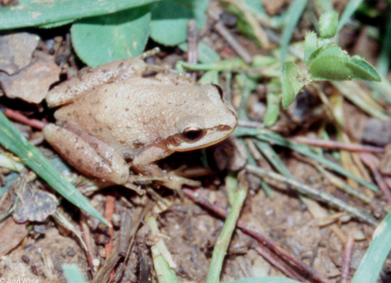 Pseudacris feriarum feriarum (Upland Chorus Frog)0082.jpg