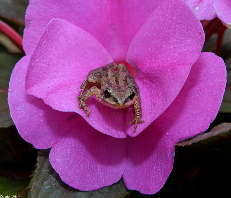 Upland Chorus Frog (Pseudacris feriarum feriarum).jpg