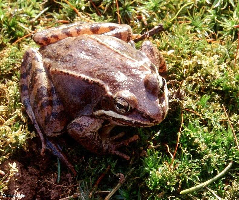 Wood Frog (Rana sylvatica)034.jpg