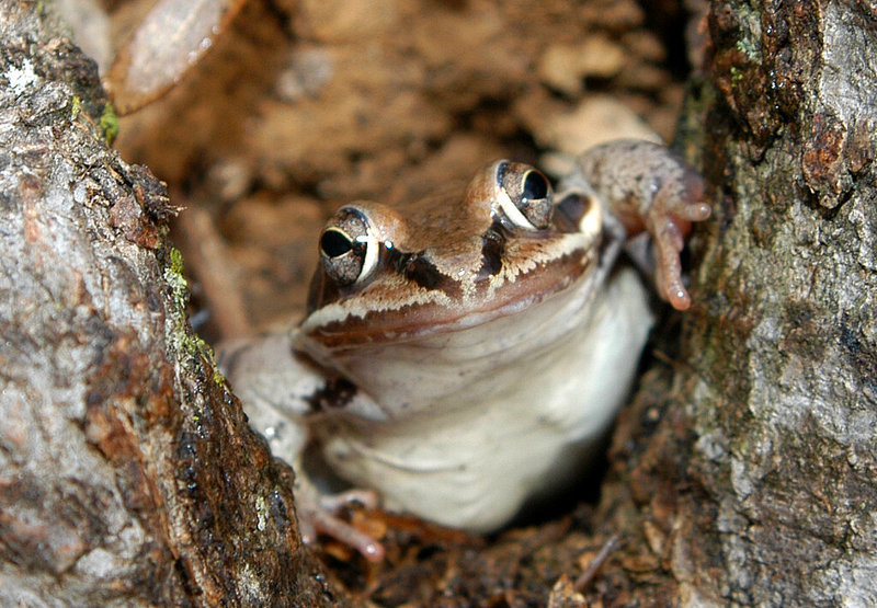 Wood Frog (Rana sylvatica)806.jpg