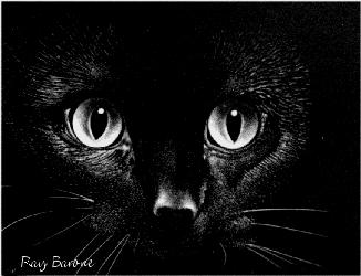 black kitten.gif