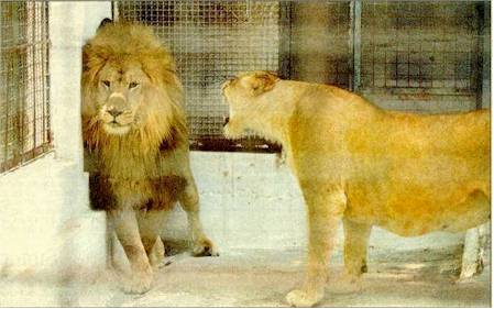 typical man (lions).jpg