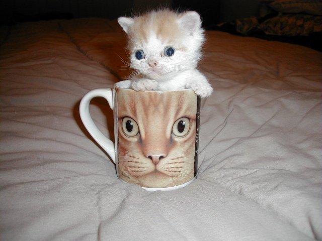 kitty cup.jpg
