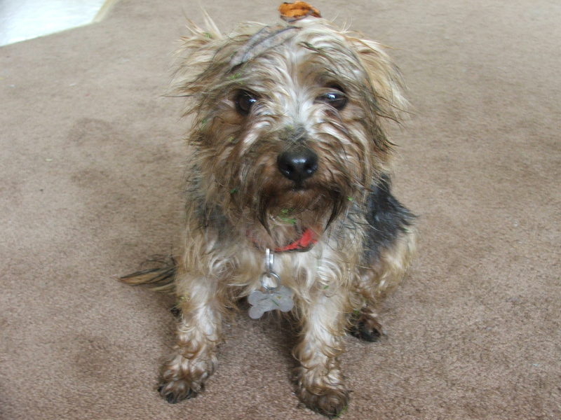 charlie after bath 3.JPG