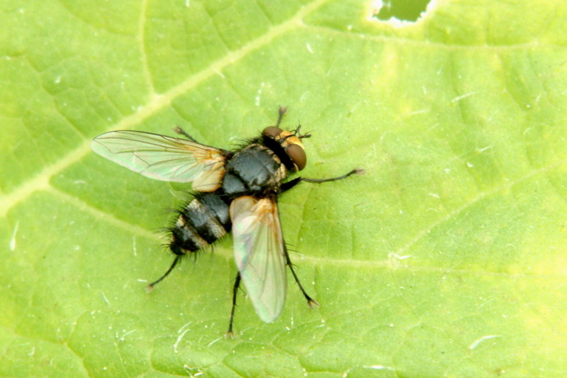 DSCF2361.jpg