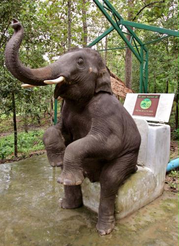 Asian Elephant, Thailand.jpg