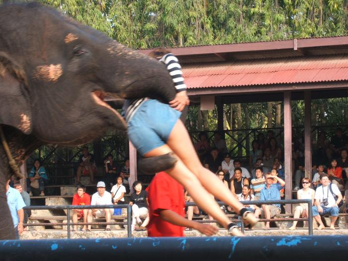 thai elephant.jpg