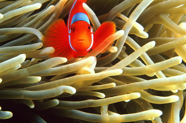 sea anemone.jpg