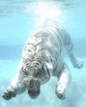 diving white tiger.jpg