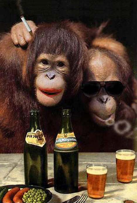 Hippie Orangutans.jpg