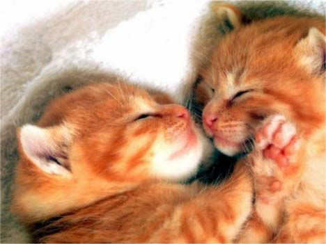 cute kittens.jpg