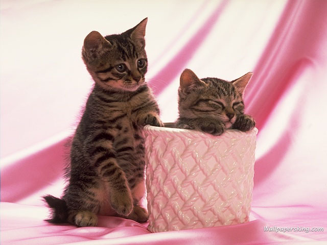 cute kittens.jpg