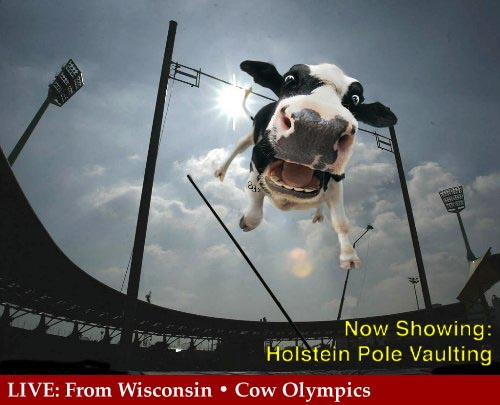 Cow Olympics.jpg
