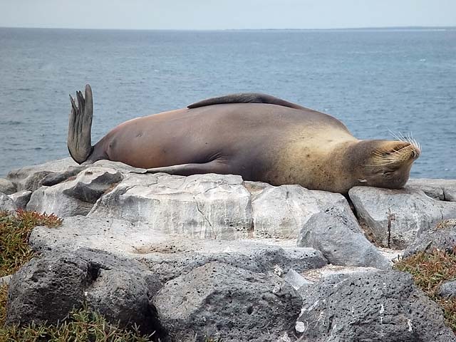 Sea Lion resting.jpg