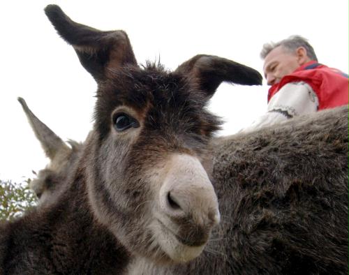 Lop-ear Donkey, Germany.jpg