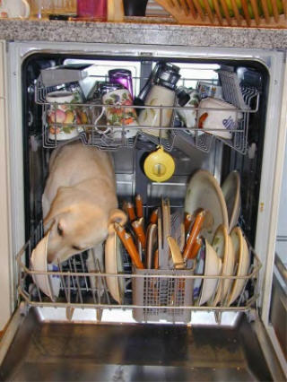 dishwasher dog.jpg