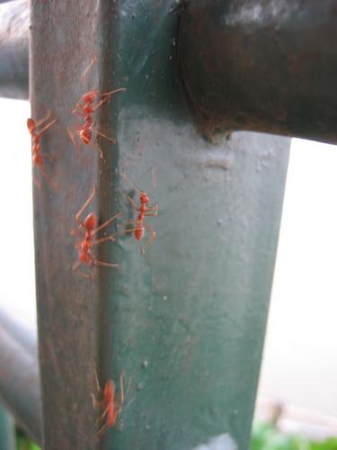 fire ants.jpg