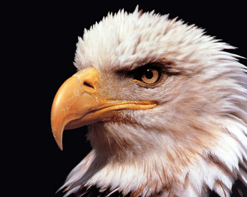 Bald Eagle 1.jpg