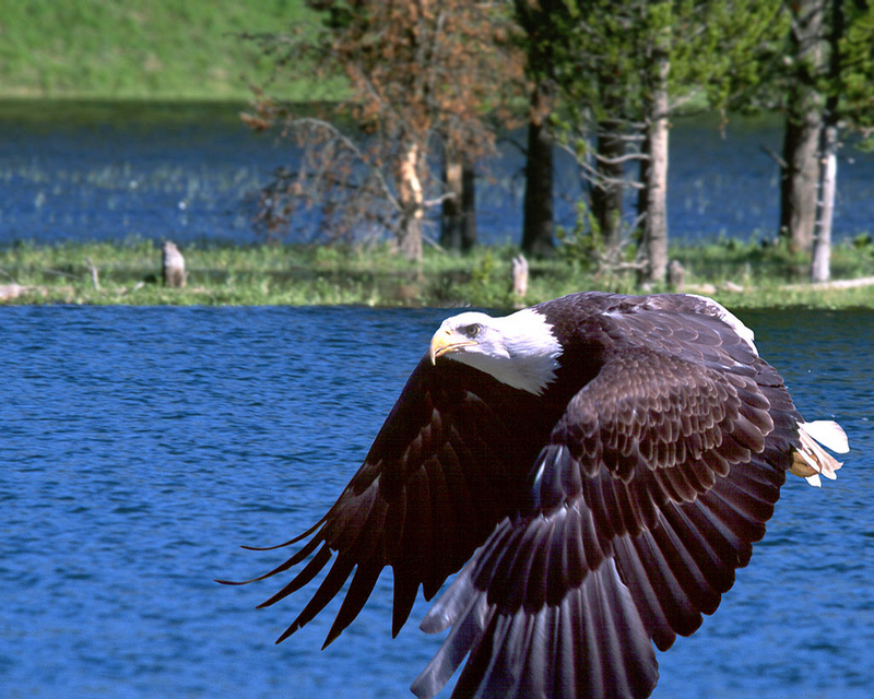 Bald Eagle Over Lake.jpg