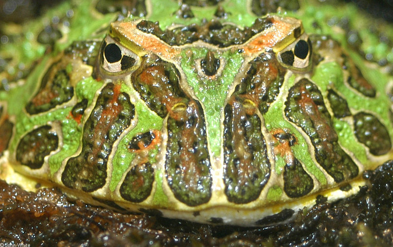 Argentinian Horned Frog (Ceratophrys ornata)043.jpg
