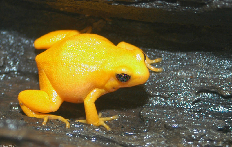 Golden Mantella Frog (Mantella aurantiaca)022.jpg