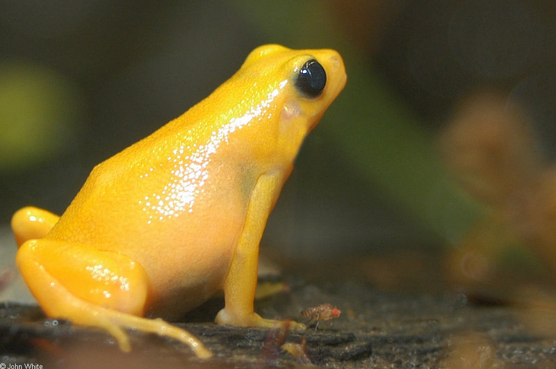 Golden Mantella Frog (Mantella aurantiaca)023.jpg