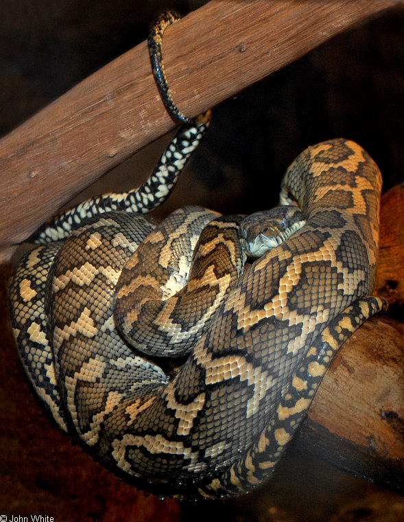 Carpet Python (Morelia spilota variegata).jpg