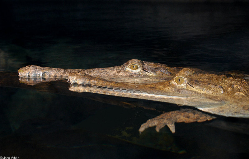 Johnston\'s Crocodile (Crocodylus johnstoni).jpg