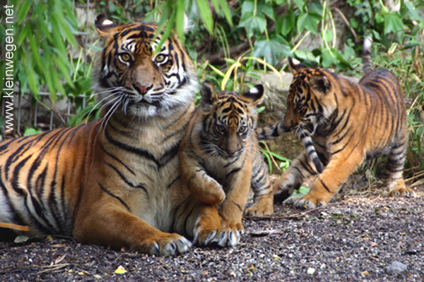 sumatran tiger cub.jpg
