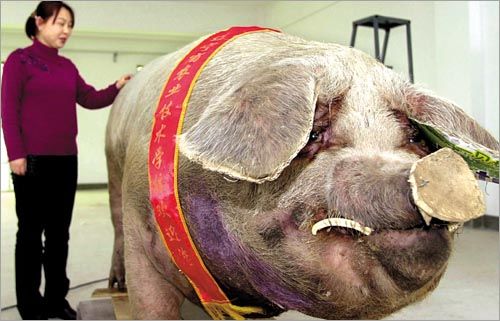 Giant Pig, China.jpg