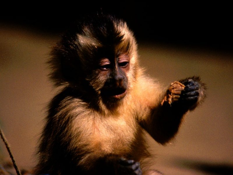 Edenpics-com 005-014-Monkey-Bolivia-Beni-Nearby-Trinidad.jpg