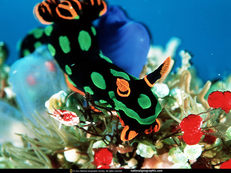 sea slug.jpg