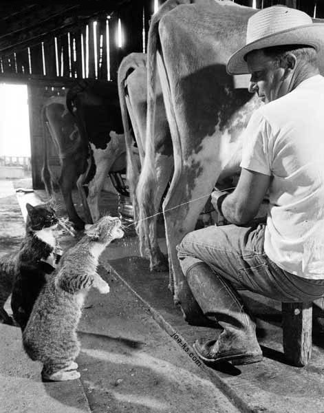 Farm Cats.jpg