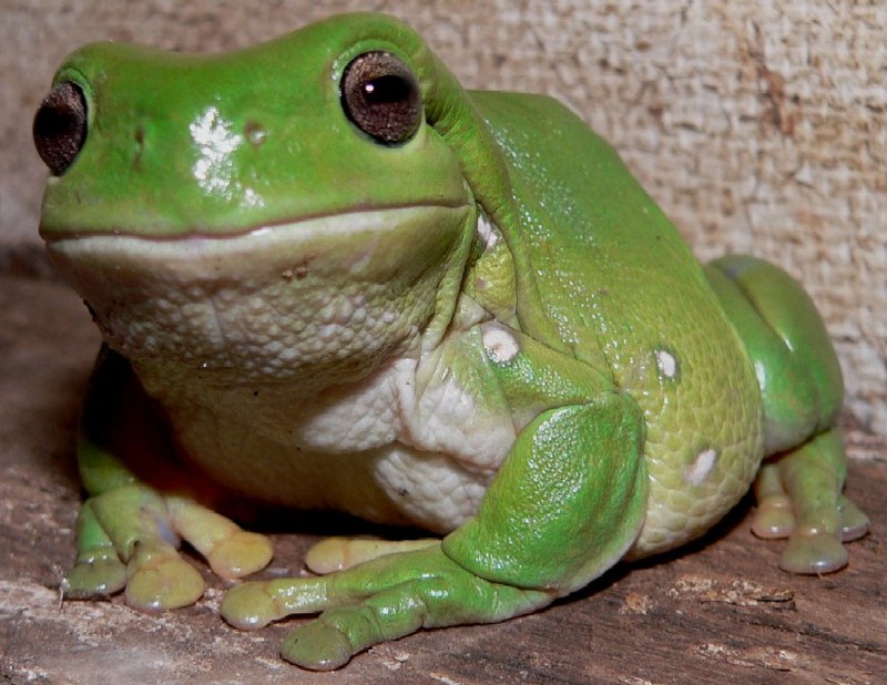 Fat Frog.jpg