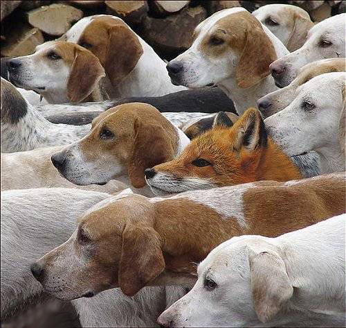 foxhunt.jpg