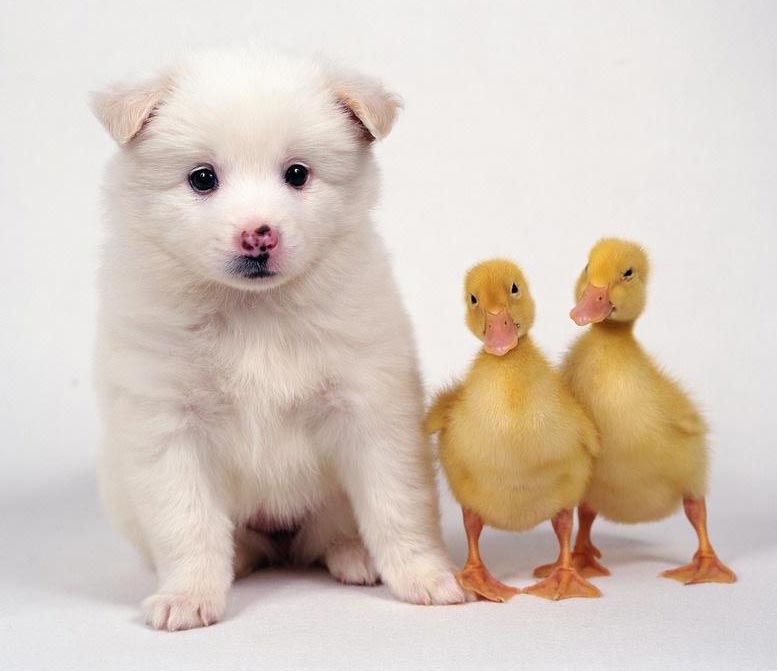 Puppy and goslings.jpg
