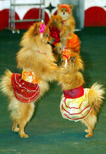 Dancing Dogs, China.jpg