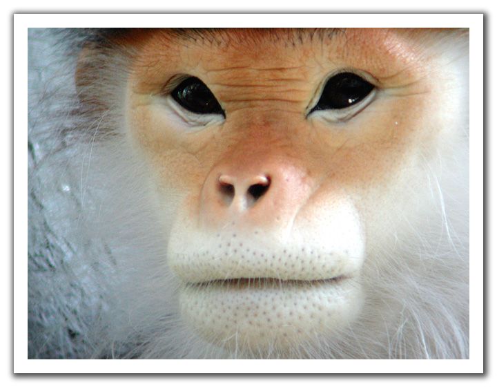 the Proudest Monkey Douc Languar.jpg