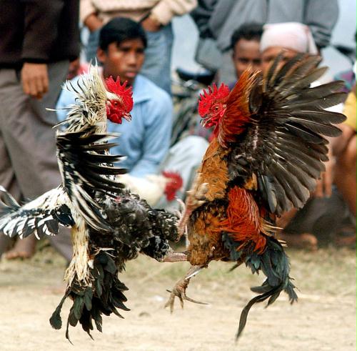 Cockfight, India.jpg